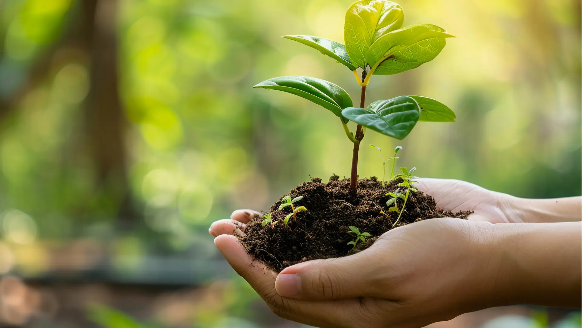 Innovation-durable-BIBUS-France