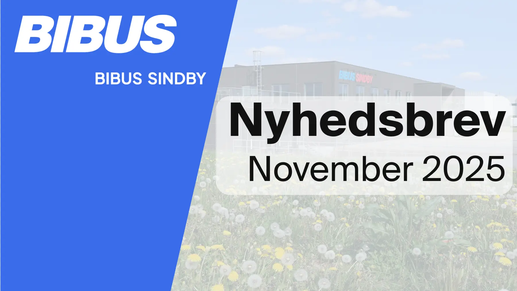 Newsletter November 2025