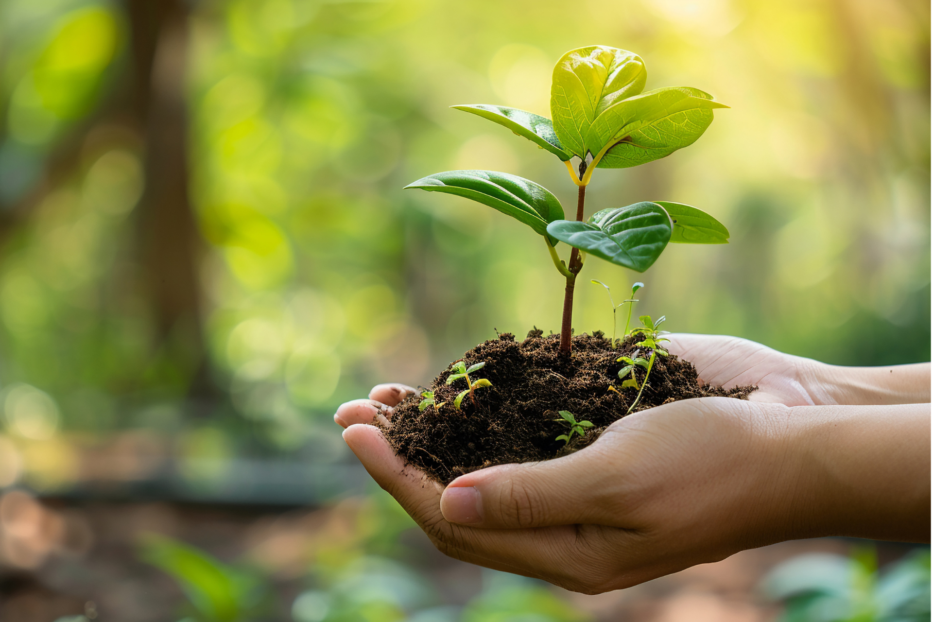 Innovation-durable-BIBUS-France